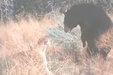 Big bear vs mountain lion