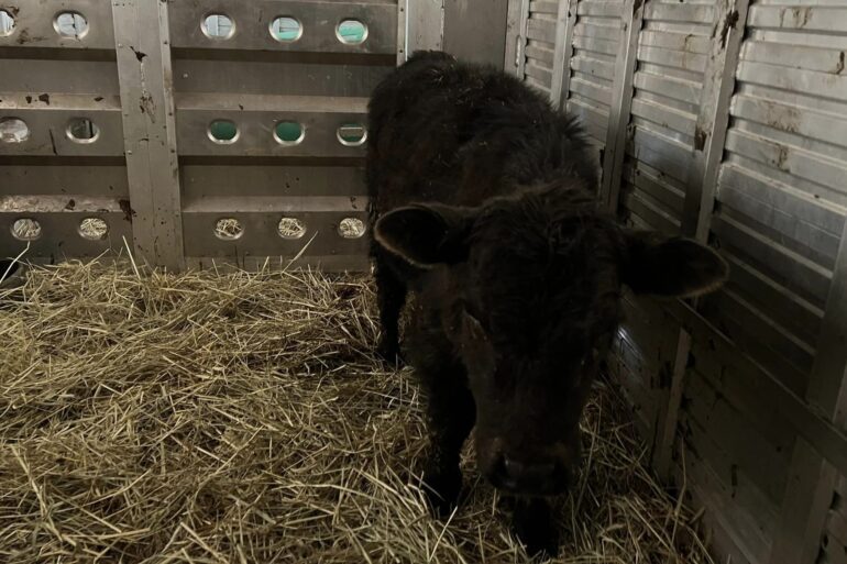 Cow