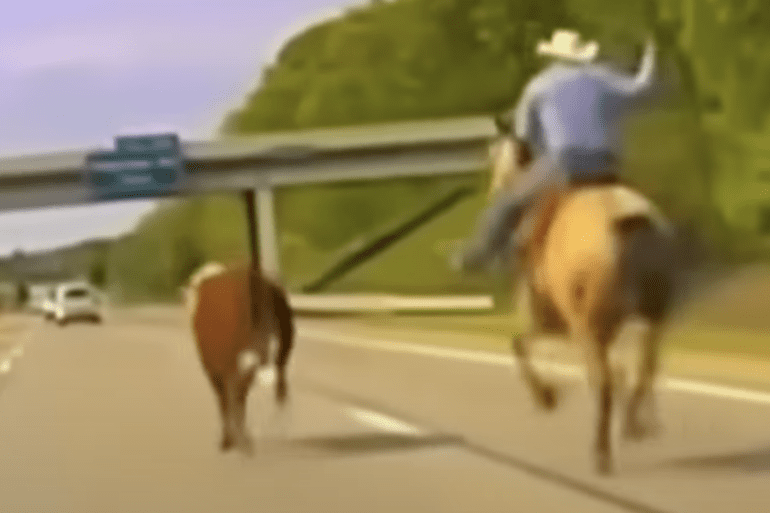 cow nature