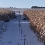 Coyote swarm in Alberta