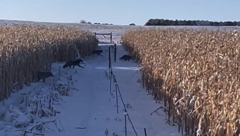 Coyote swarm in Alberta