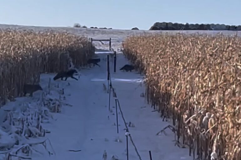Coyote swarm in Alberta