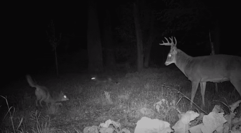 A couple of deer in a field at night