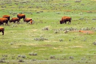Bison herd Yellowstone
