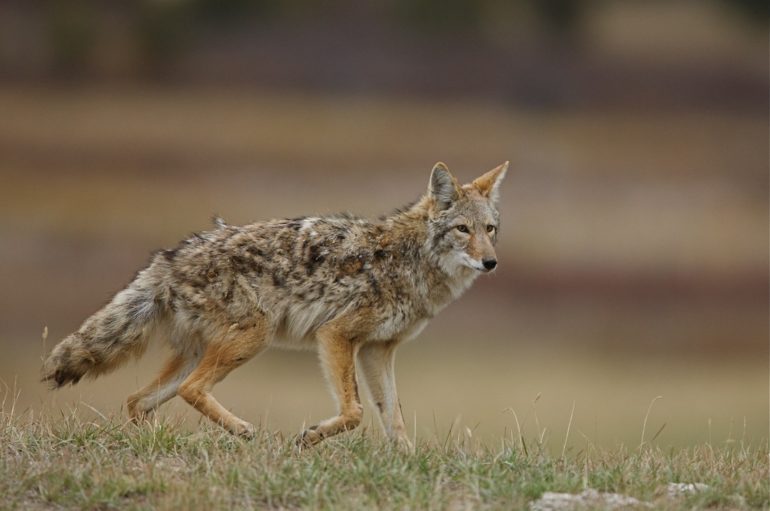 A fox walking in a field
