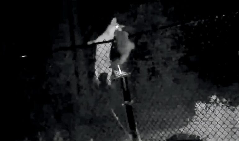 Raccoon vs coyote