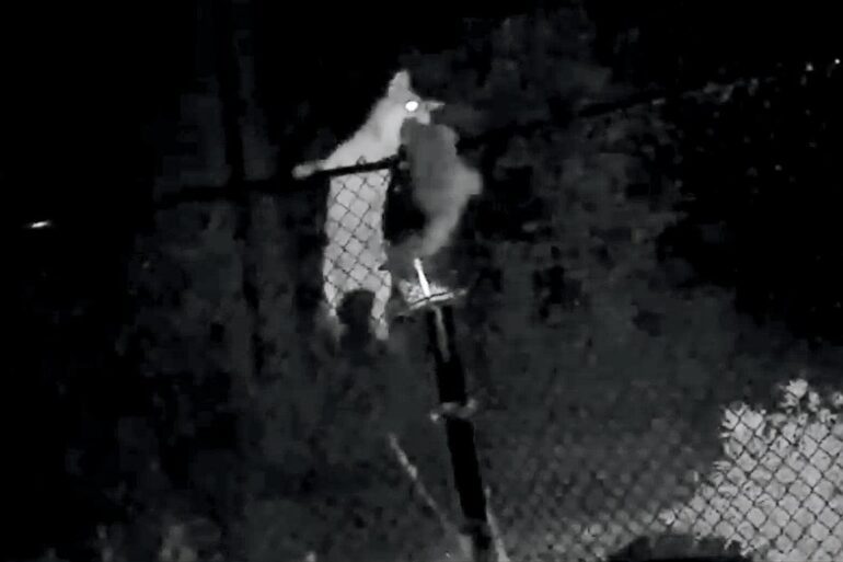 Raccoon vs coyote