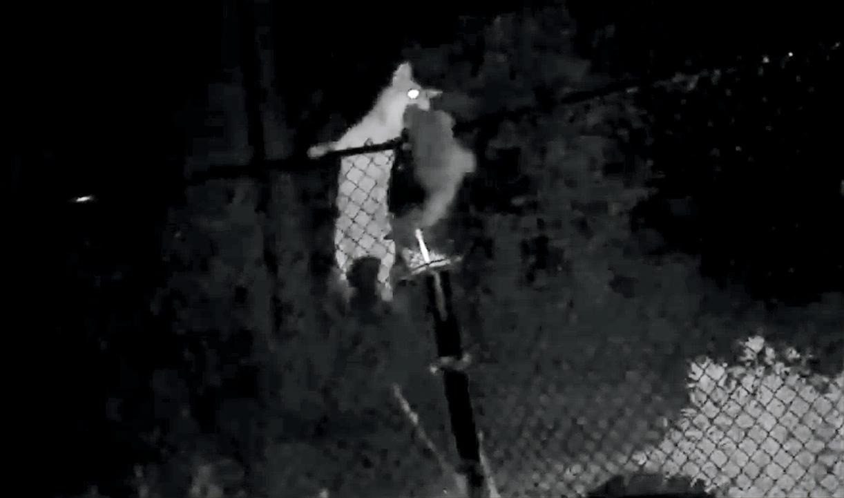 Coyote Defies Gravity to Snatch a Raccoon Off the Top of a Fence