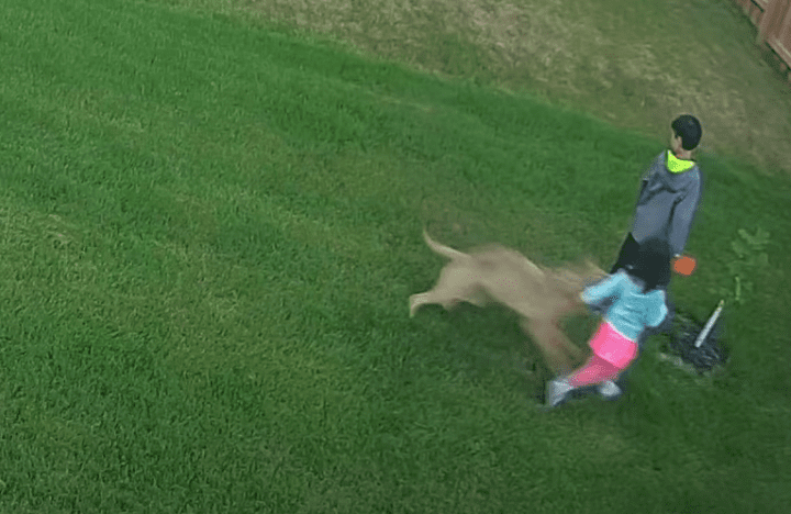 A person and a child playing with a dog in the grass