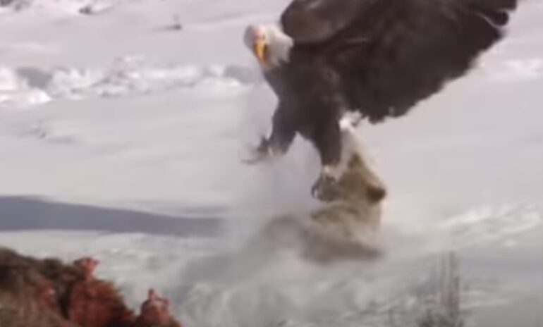 A bald eagle landing on a snowy mountain