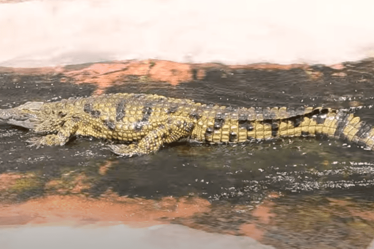 Croc slip and slide on rocks