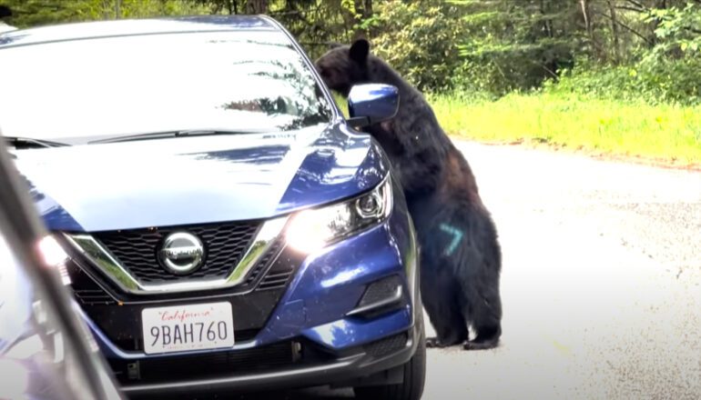 A black bear leaning against a car