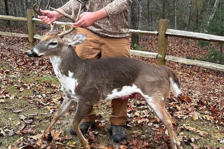 Alabama mini deer