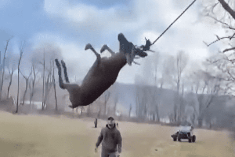 Deer swinging from tree