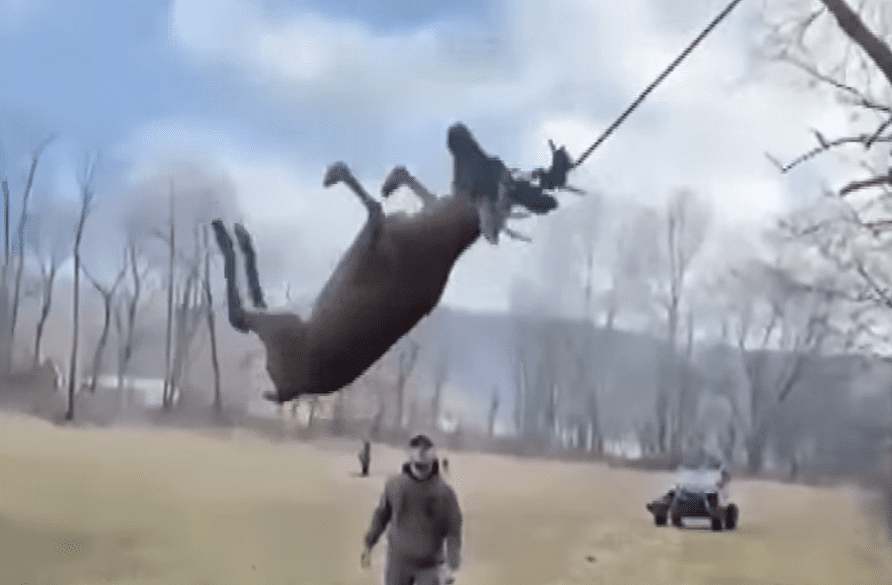 Ohio Hunters Free Helpless Deer Who Got His Antlers Tangled Up In A ...