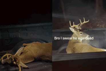 Deer in truck bed