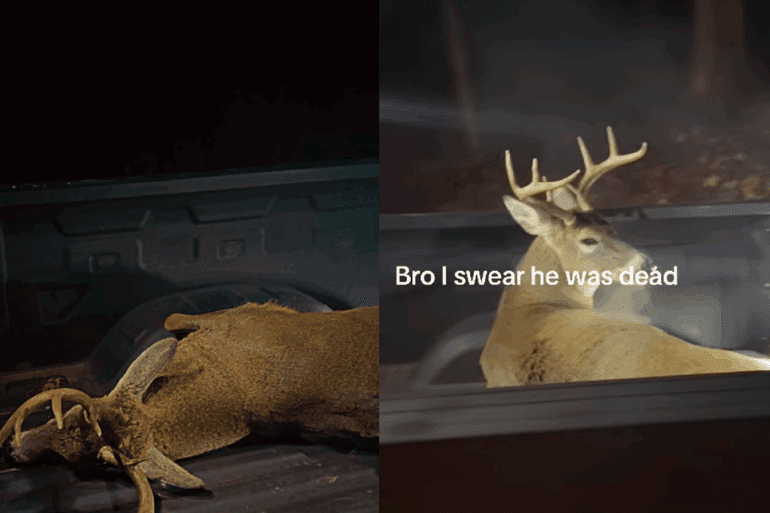 Deer in truck bed