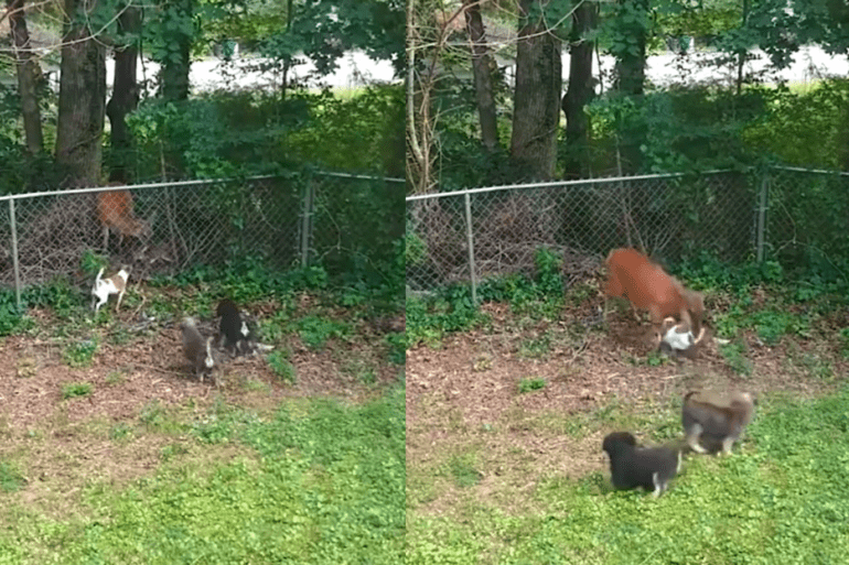 deer attacks dogs