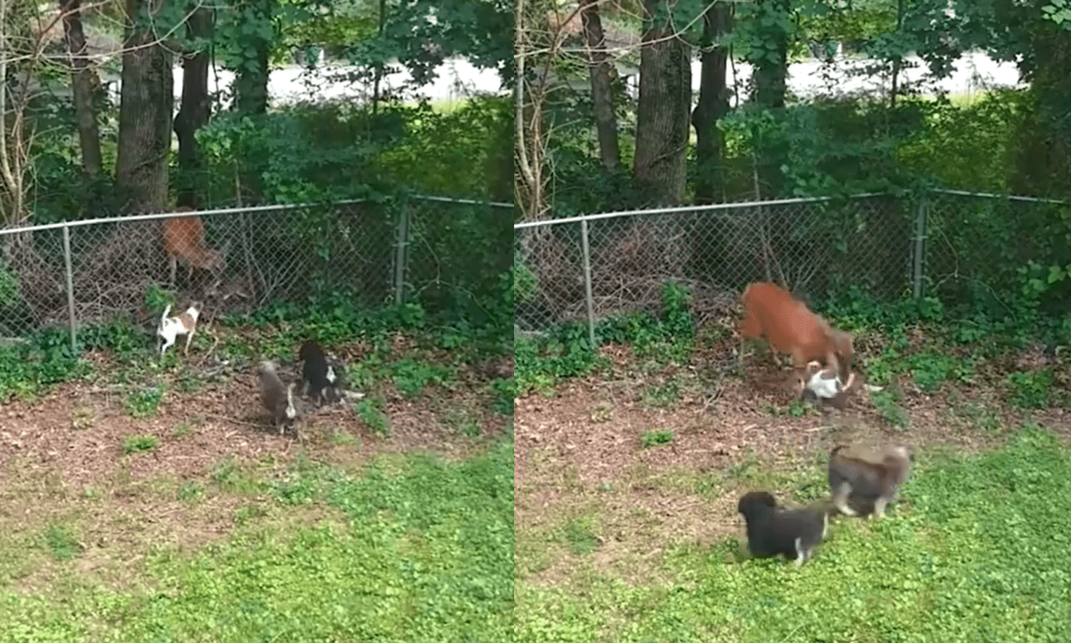 Deer Hops Fence & Stomps Some Yappy Dogs Who Were Harassing Her Fawn ...