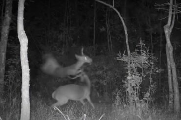Deer buck fight