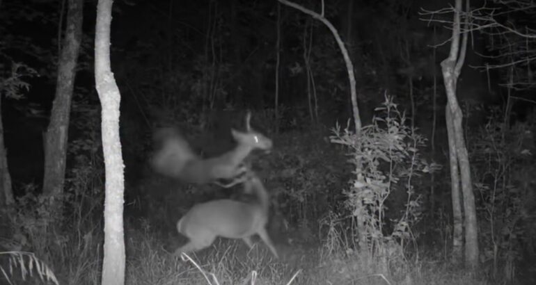 Deer buck fight