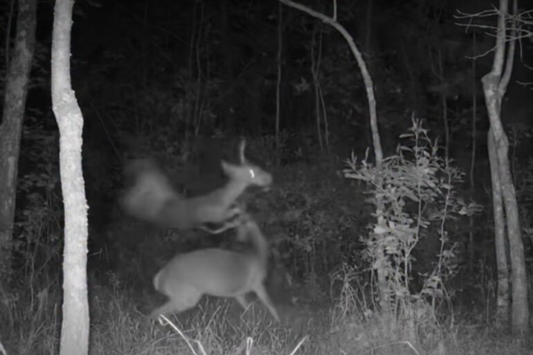Deer buck fight