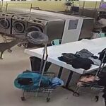 Deer laundromat