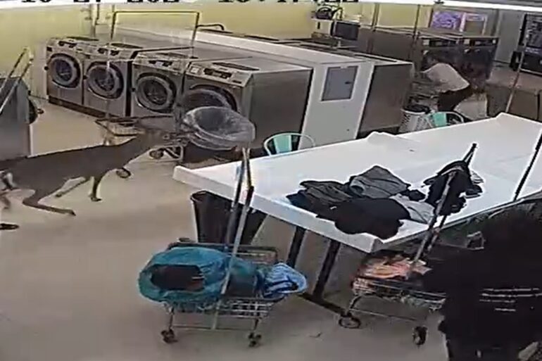 Deer laundromat