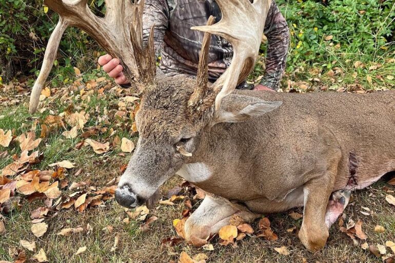 deer with weird rack