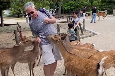 Deer bite