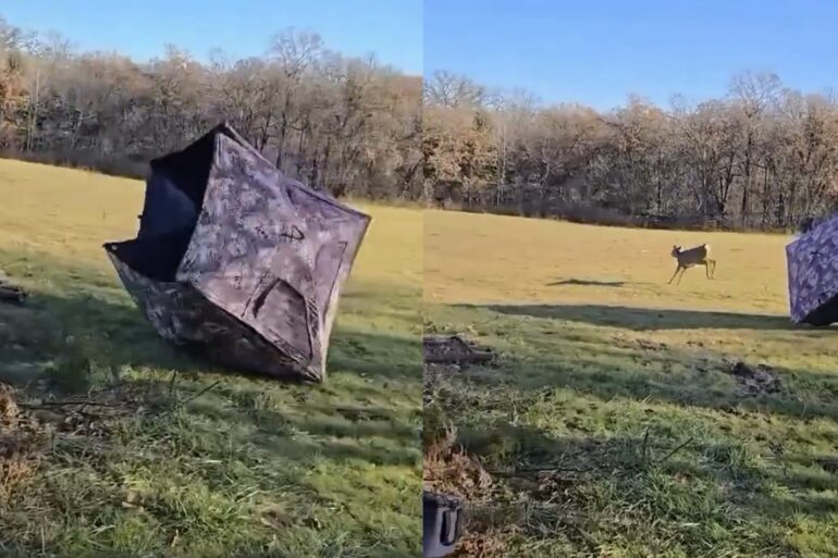 Hunter blind with deer in it