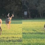 Deer decoy