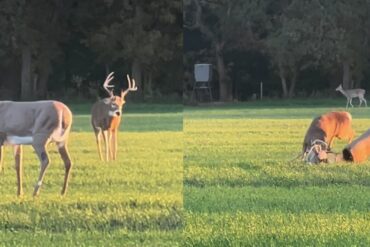 Deer decoy