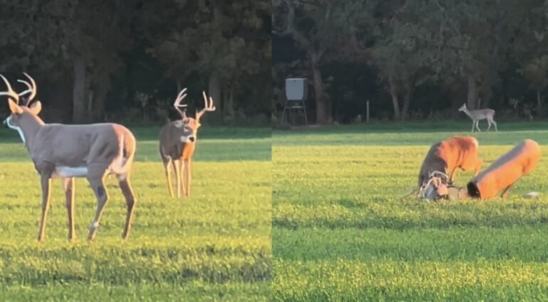 Deer decoy