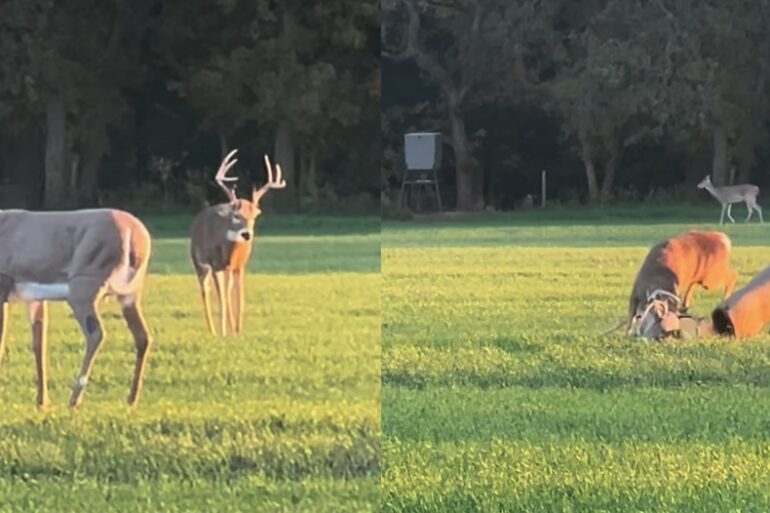 Deer decoy