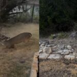 Deer fight