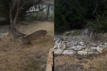 Deer fight