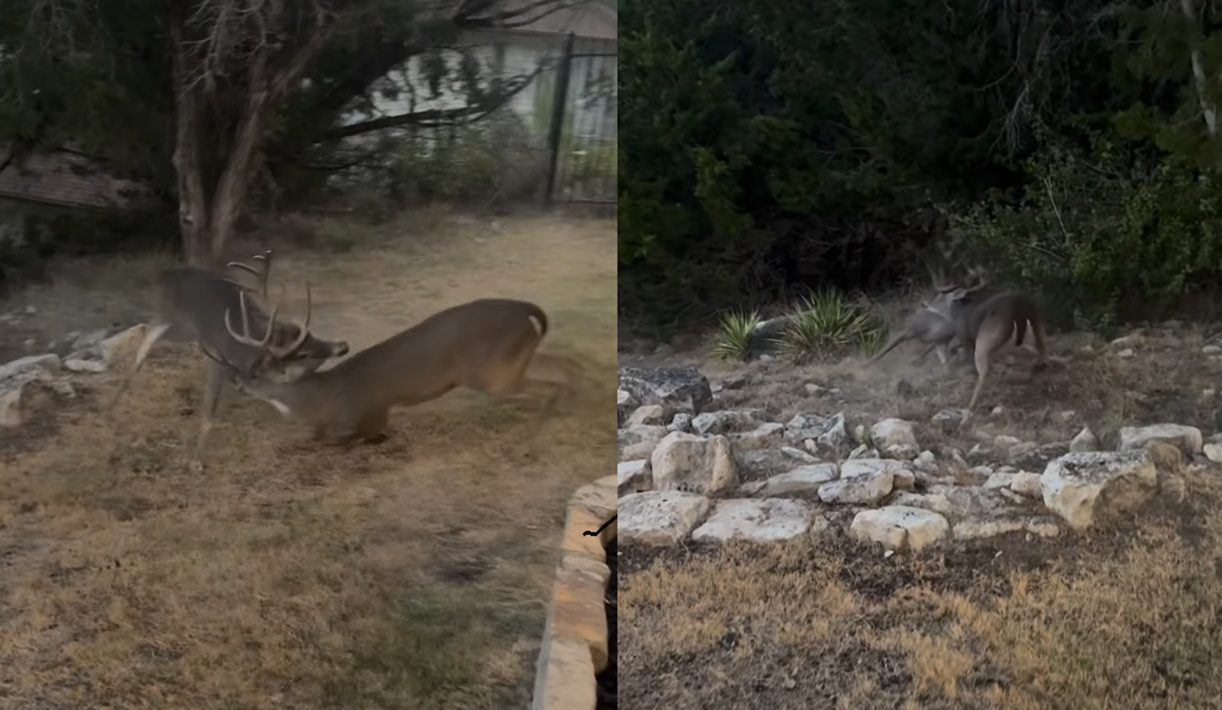 Two Texas Bucks Lock Antlers In A Brutal Backyard Brawl