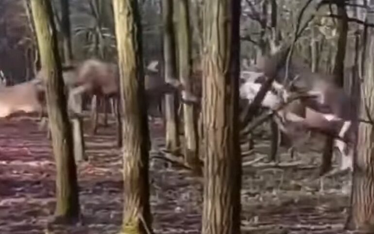 deer flying