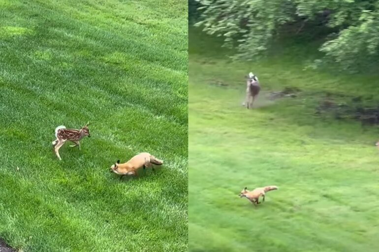 Fox vs deer
