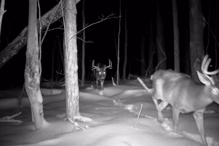 Group of bucks