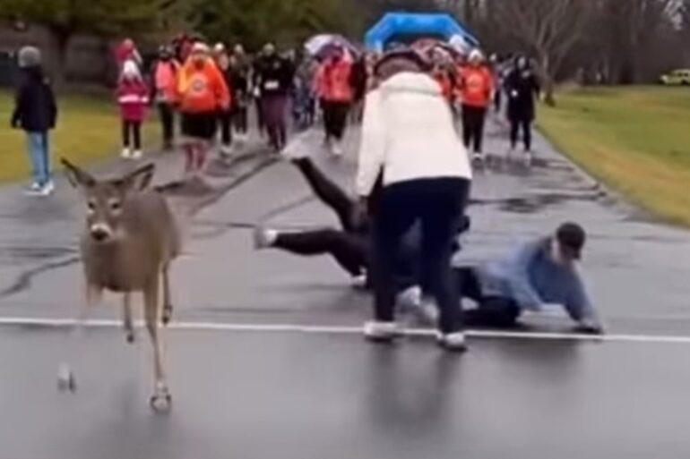 Deer runs lady over