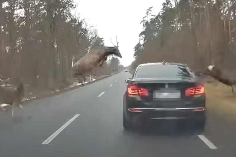 Red deer jumps on car