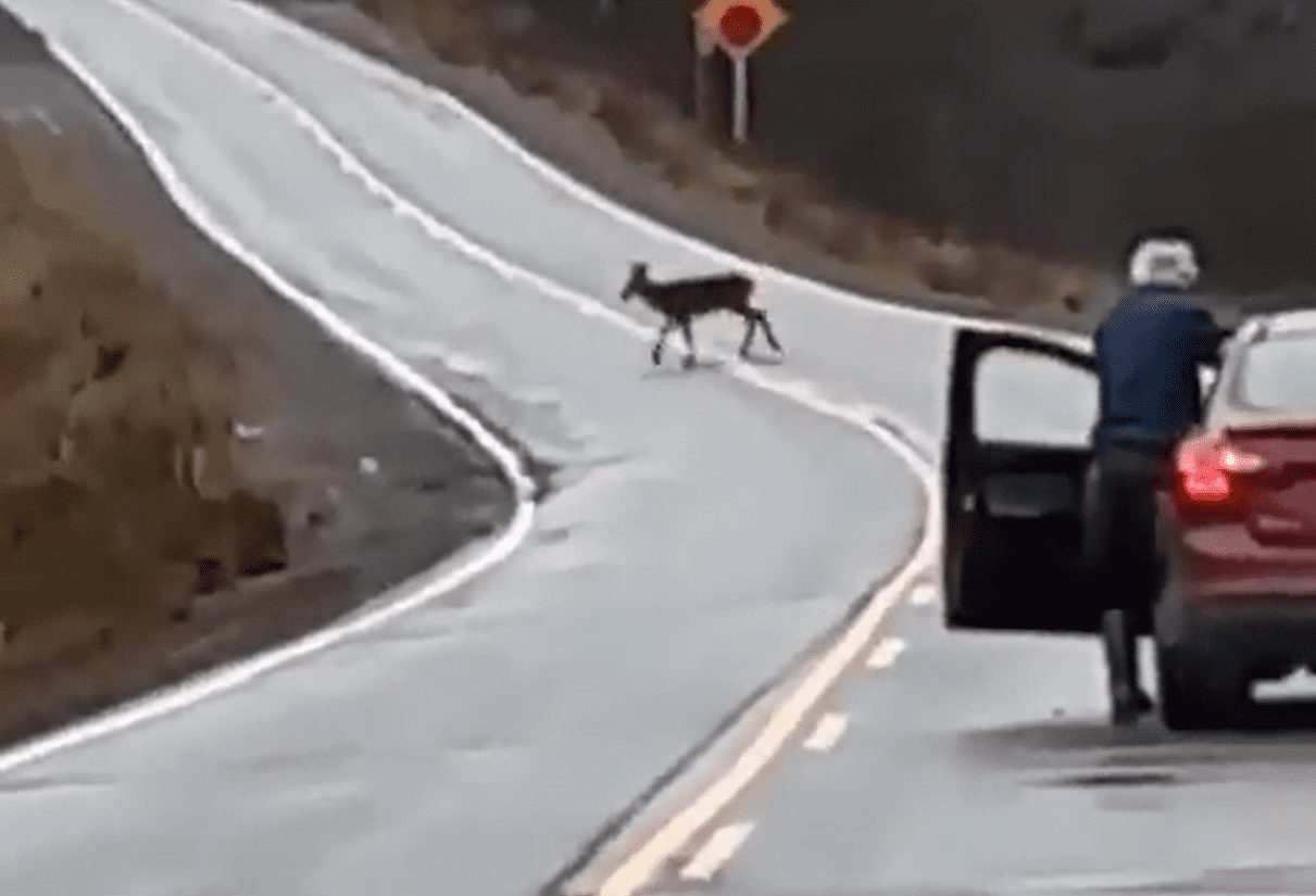Man Shoots Deer Crossing The Highway Right Out Of His Car… & You