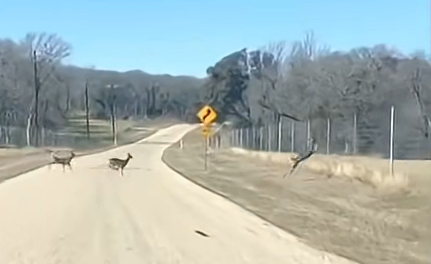 Whitetail Deer Comes Up Comically Short Trying To Jump Over A High Fence