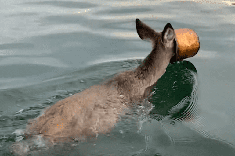 Deer stuck in bucket