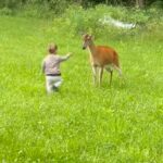 Deer punch