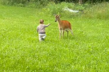 Deer punch