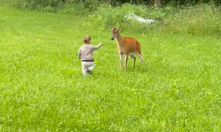 Deer punch