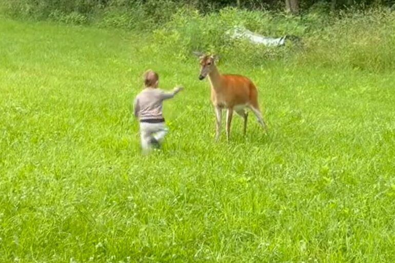 Deer punch